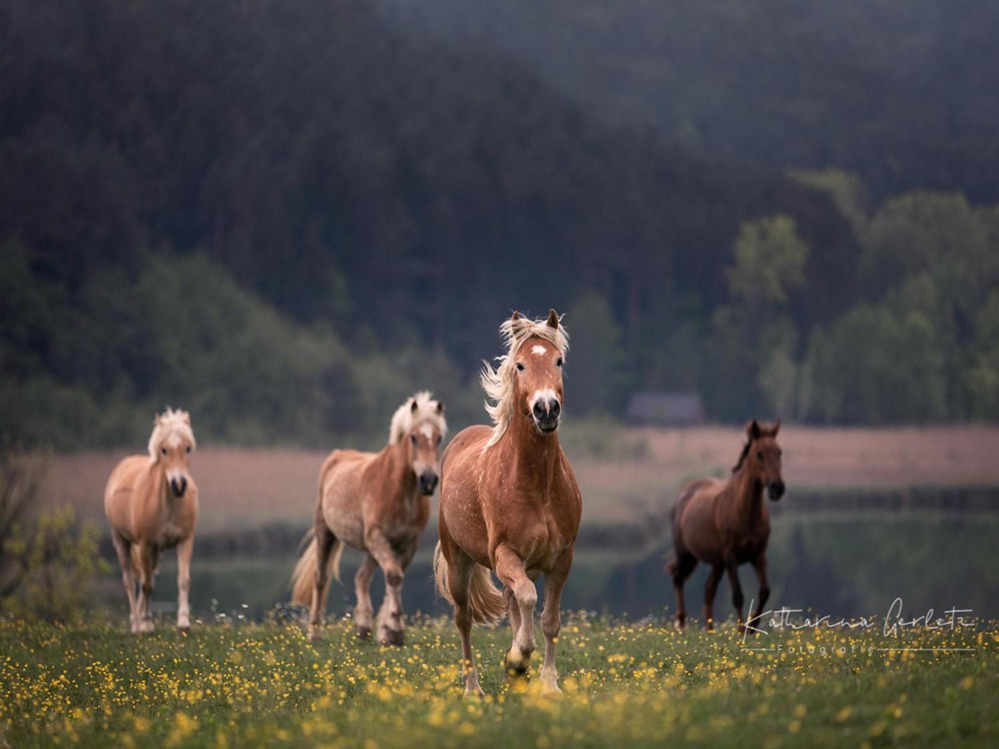 Ilsenhof Am Turnersee Obersammelsdorf Dış mekan fotoğraf